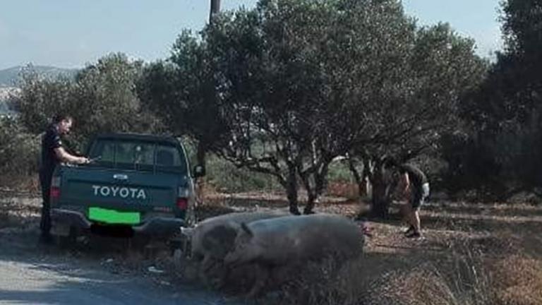 Γουρούνια «τρομοκράτες» στην Ιεράπετρα επιτέθηκαν και σε περιπολικό!