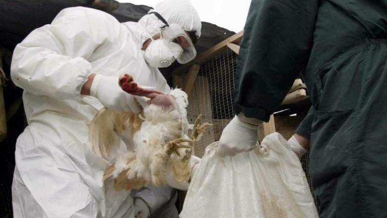 Λήψη προληπτικών μέτρων για τη γρίπη των πτηνών 