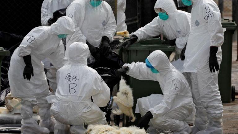Νέες εστίες γρίπης των πτηνών στη Φλώρινα και την Αρκαδία