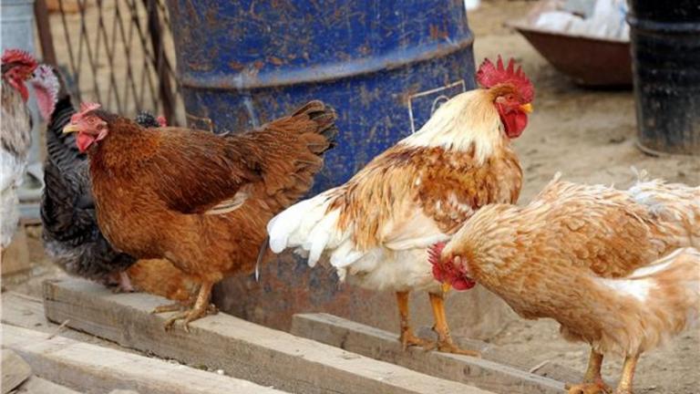 Σε έξαρση η γρίπη των πτηνών-Χιλιάδες πουλερικά θανατώθηκαν σε Γαλλία και Τσεχία
