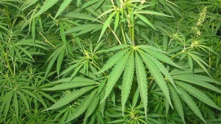 Έκαναν την καλλιέργεια ναρκωτικών οικογενειακή υπόθεση 