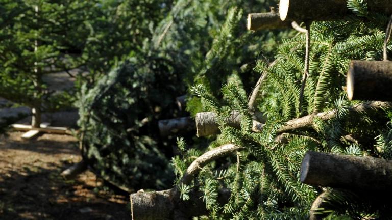 Χριστούγεννα 2016: Εγκρίθηκε η υλοτομία 6.750 δενδρυλλίων για Χριστουγεννιάτικα δέντρα 