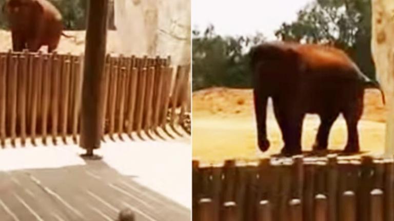 Απίστευτο! Ελέφαντας σκότωσε κοριτσάκι πετώντας του πέτρα (ΒΙΝΤΕΟ)