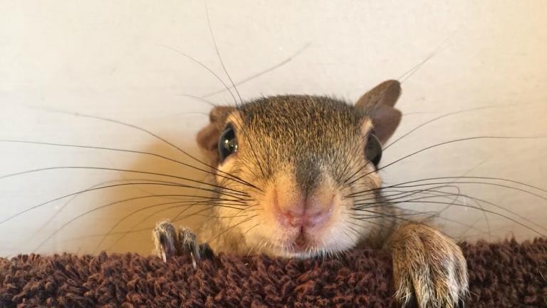 'Επεσε από το δέντρο και έκλαιγε επί μέρες 