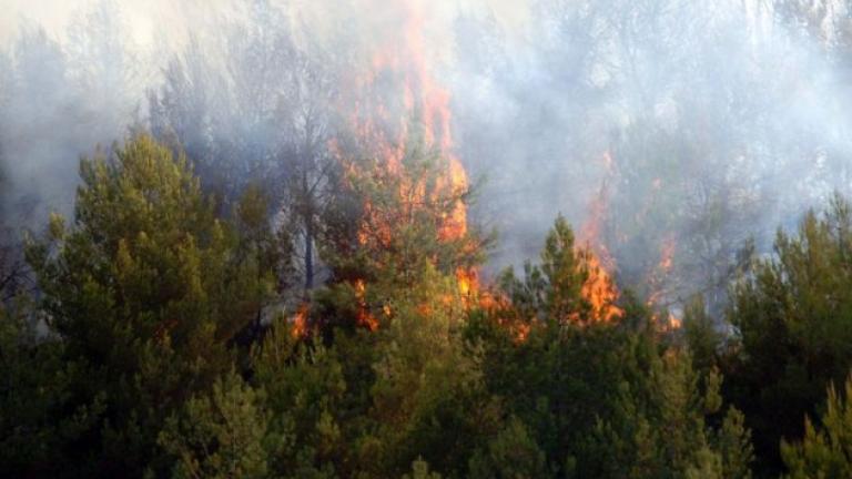 Πυρκαγιά σε πευκοδάσος στην Κόνιτσα