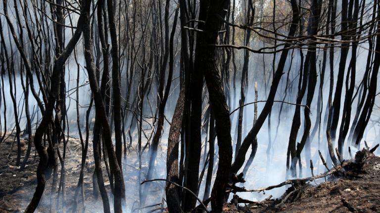 Τριάντα χρόνια θα χρειαστούν για την αποκατάσταση των καμένων, σύμφωνα με τους ειδικούς