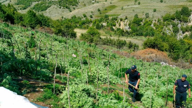 Κατά 25% αυξήθηκε φέτος η καλλιέργεια χασισόδεντρων στην Αλβανία