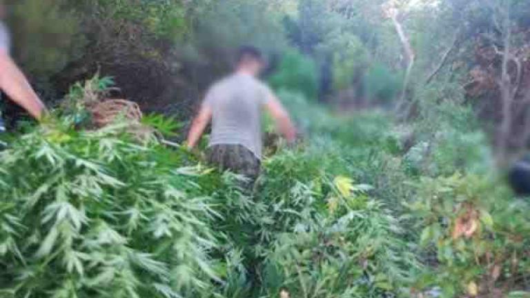 Πάνω από 1000 δέντρα κάνναβης στο Ρέθυμνο