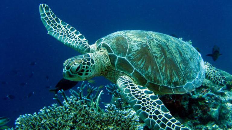 «Ξεκίνησε η ωοτοκία της Caretta caretta στις ελληνικές παραλίες»