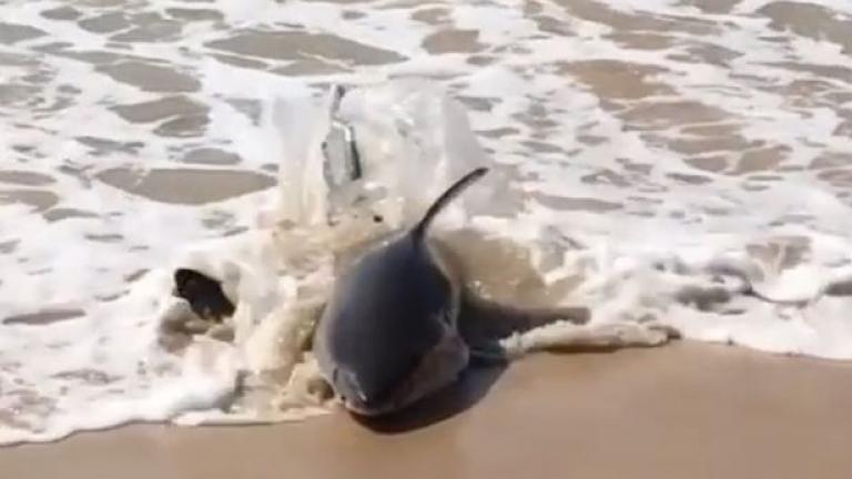 Ένα απίστευτο περιστατικό κατέγραψε η κάμερα ενός ερασιτέχνη σε παραλία του Σίδνεϊ, στην Αυστραλία (BINTEO)