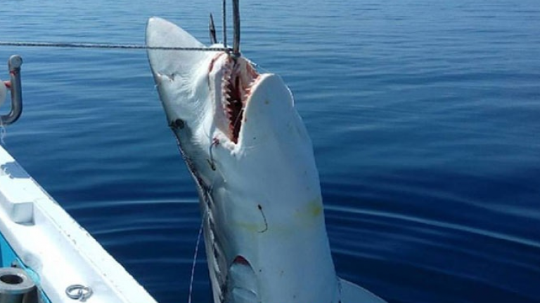 Δείτε τον μεγαλόσωμο καρχαρία που έπιασαν Σκοπελίτες ψαράδες(ΦΩΤΟ)