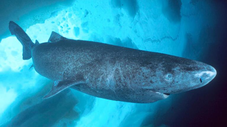 "Μαθουσάλες" οι καρχαρίες της Γροιλανδίας