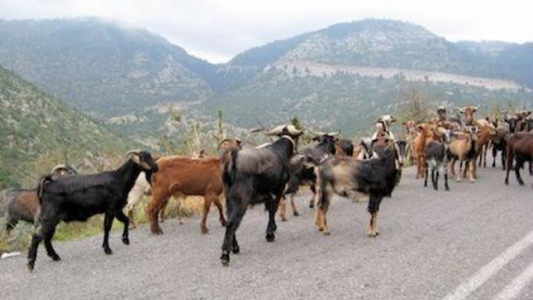 Με μια πρωτόγνωρη ποινή, το Τριμελές Εφετείο επί Κακουργημάτων Δωδεκανήσου καταδίκασε δύο αλλοδαπούς Αλβανικής καταγωγής ηλικίας 36 και 28 ετών, οι οποίοι σύμφωνα με την δικογραφία πριν από έξι χρόνια εισέβαλαν σε στάβλο κτηνοτρόφου από την Ιαλυσό και αφού σφαγιάσανε 4 κατσίκια, τα φόρτωσαν στο αυτοκίνητό τους και έφυγαν!