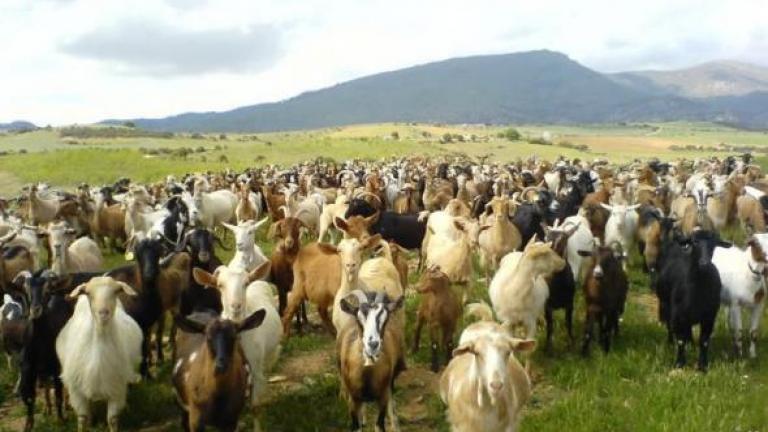 Σκότωσε 20 κατσίκια με κυνηγετικό όπλο