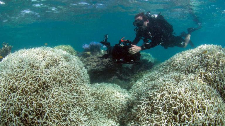 Ο πιο μεγάλος θάνατος κοραλλιών στον Μεγάλο Ύφαλο!