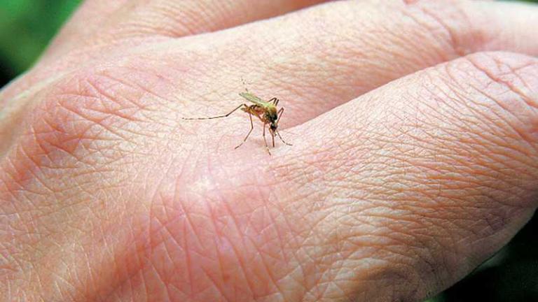 ΠΡΟΣΟΧΗ: Μέτρα προστασίας απο τα τσιμπήματα των κουνουπιών 