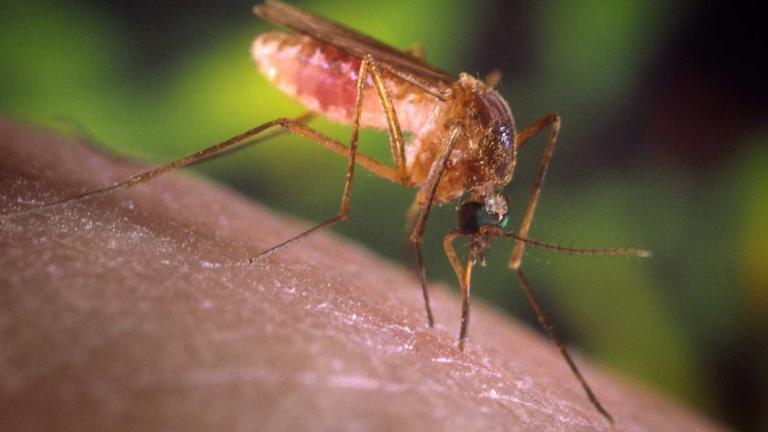 Γιατί τα κουνούπια τσιμπάνε εσάς και όχι τους άλλους 