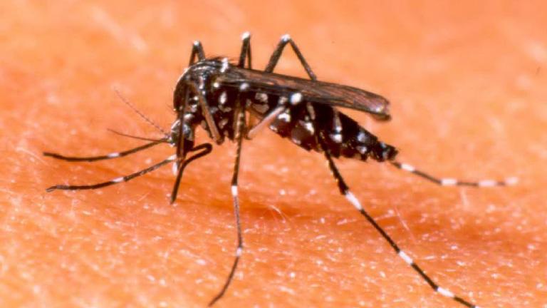 Το πρώτο επιβεβαιωμένο περιστατικό λοίμωξης από τον ιό του Δυτικού Νείλου για φέτος εντοπίστηκε στην Αργολίδα