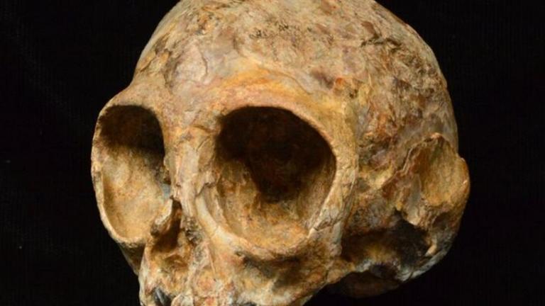 Παλαιοντολόγοι ανακάλυψαν στην Κένυα της Αφρικής το καλοδιατηρημένο απολίθωμα ενός νηπιακού κρανίου ηλικίας περίπου 13 εκατ. ετών, το οποίο ανήκε σε κάποιο κοινό πρόγονο των πιθήκων και των ανθρώπων