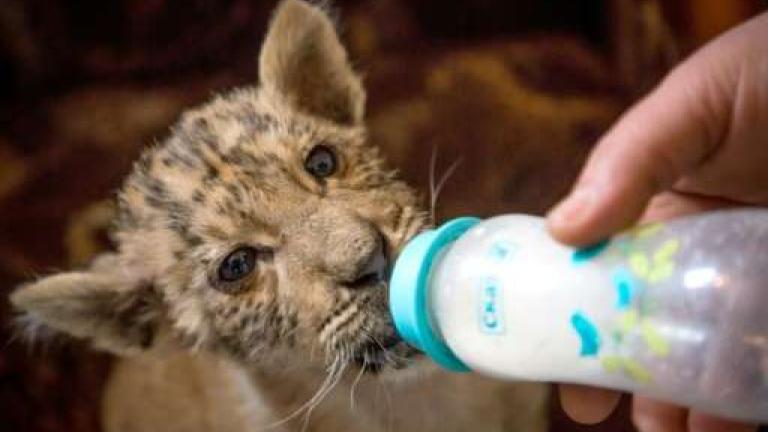 Ο μικρούλης λεοντοτίγρης που βασιλεύει σε ζωολογικό πάρκο