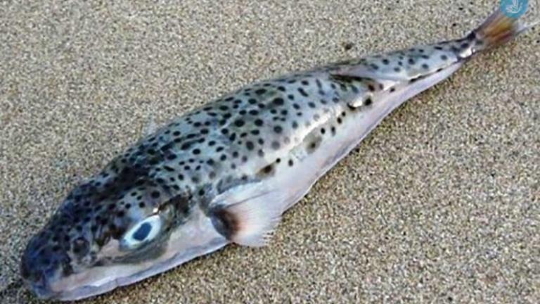 Οι λαγοκέφαλοι έχουν εξαφανίσει τα ψάρια - Κραυγή αγωνίας από τους αλιείς