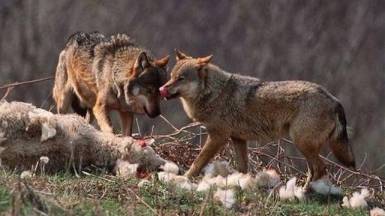 Λύκοι κατασπάραξαν τα πάντα στο πέρασμά τους και προξένησαν ανυπολόγιστες ζημιές