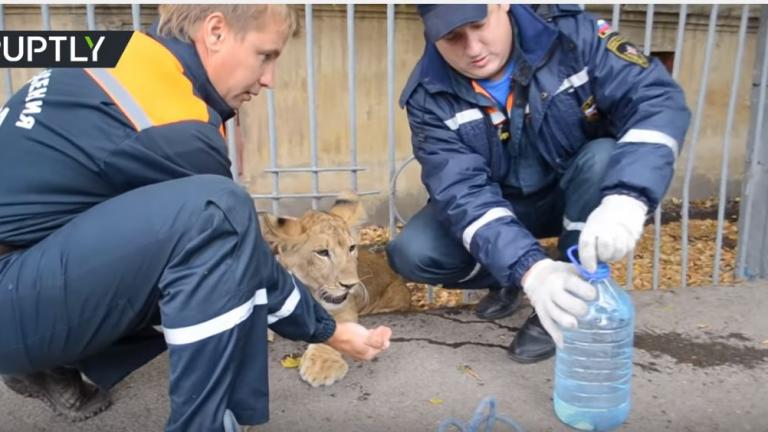 Ρωσία: Αδέσποτο λιονταράκι στους δρόμους