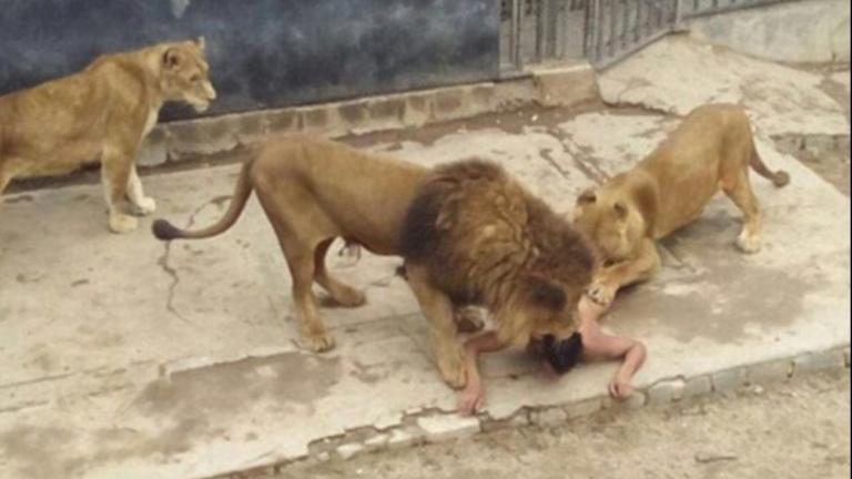 Προσπάθησε να αυτοκτονήσει, πέφτοντας σε κλουβί με λιοντάρια