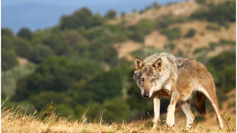 Ιταλία: Σταμάτησε πρόγραμμα θανάτωσης λύκων εξαιτίας των αντιδράσεων