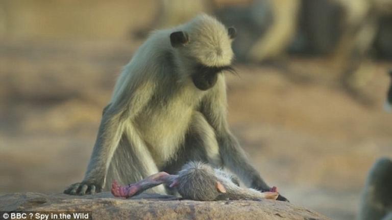 Μαϊμούδες θρηνούν για το χαμό συντρόφου τους που δεν γνώριζαν ότι ήταν ρομπότ
