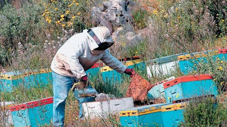 Μεγάλες απώλειες στα μελίσσια του Έβρου εξαιτίας παρατεταμένης ξηρασίας και παγωνιάς