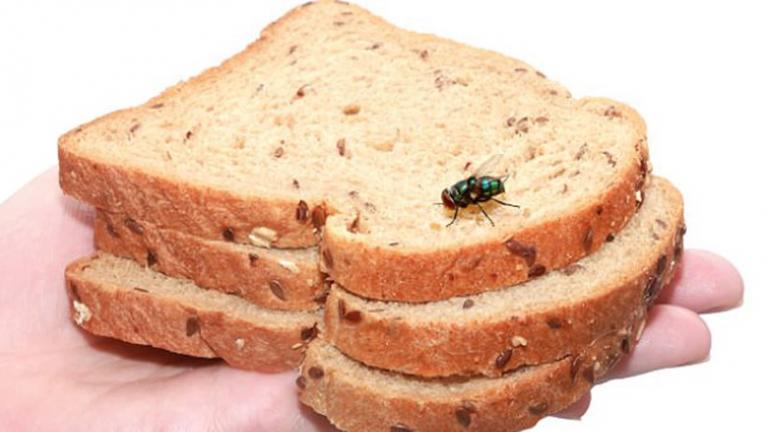 Τι επικίνδυνο συμβαίνει όταν μια μύγα προσγειώνεται στο φαγητό μας