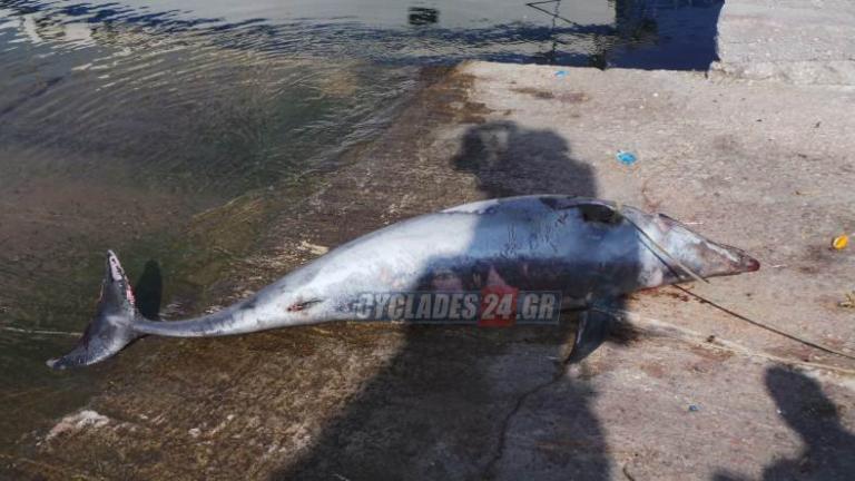Ψαράς βρήκε νεκρό δελφίνι μεταξύ Τήνου και Σύρου! (ΦΩΤΟ)