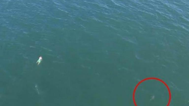 Έπεσε στην θάλασσα για να γλιτώσει απο αστυνομικό και τον κυνήγησε καρχαρίας! (ΒΙΝΤΕΟ)