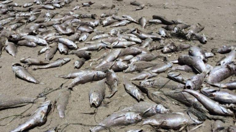 Τρομακτικό! Στην Κρήτη η θάλασσα γέμισε νεκρά ψάρια!