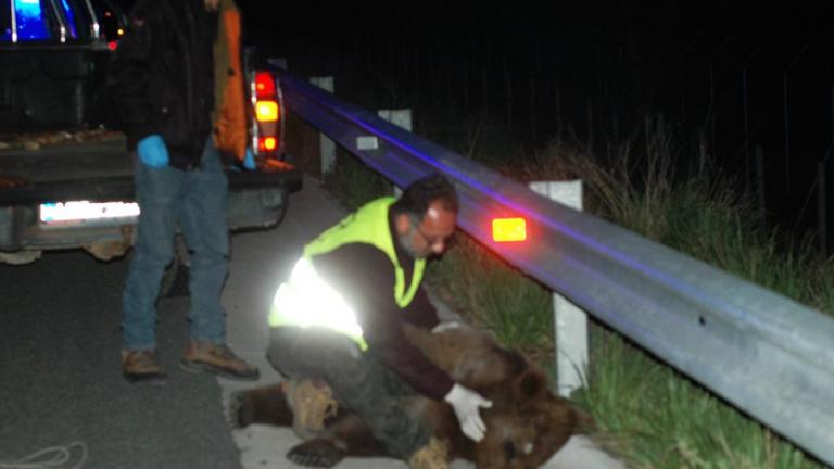 Καστοριά: Νέο τροχαίο με θύμα αρκούδα στην Εγνατία Οδό-Έκκληση για λήψη μέτρων