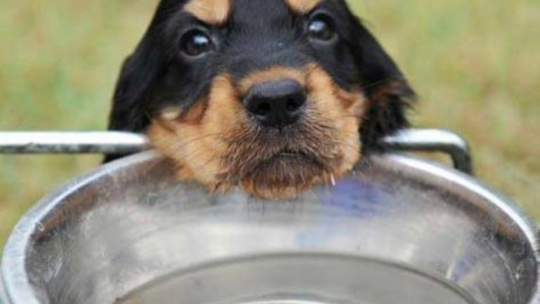 Σε 35 σημεία της Αθήνας δοχεία νερού για τα αδέσποτα