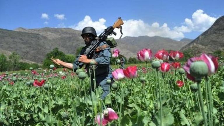 ΟΗΕ: Στα υψηλότερα επίπεδα των εποχών η καλλιέργεια παπαρούνας για όπιο στο Αφγανιστάν
