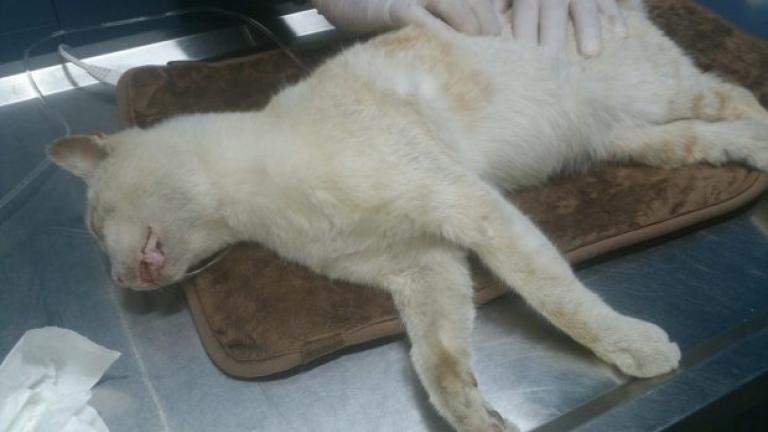 Κτηνωδία! Πάνω από 20 γάτες νεκρές σε Παγκράτι και Άγιο Αρτέμιο 