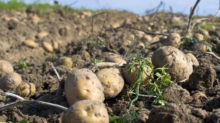 Πάγωσαν 2.500 τόνοι πατάτας στην Καστανιά Σερβίων