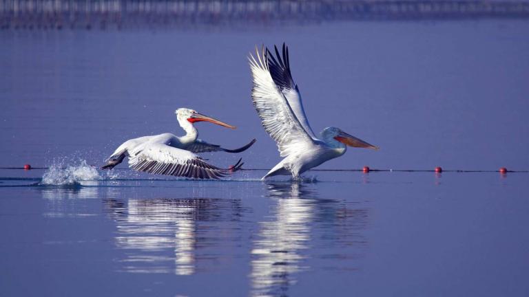 Αργυροπελεκάνος με πομπό, νεκρός στο Δέλτα Αξιού