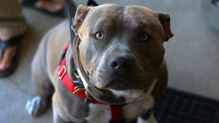 Χίος: Επίθεση σε γυναίκες από Pit Bull