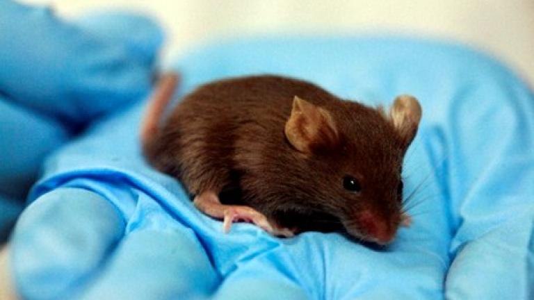 Μεταλλαγμένα ποντίκια που τραυλίζουν στις έρευνες για τον ανθρώπινο τραυλισμό!