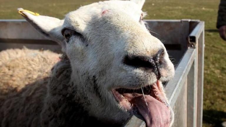 Πρόβατα έφαγαν κάνναβη «μαστούρωσαν» και μετά επιτέθηκαν σε χωριό!