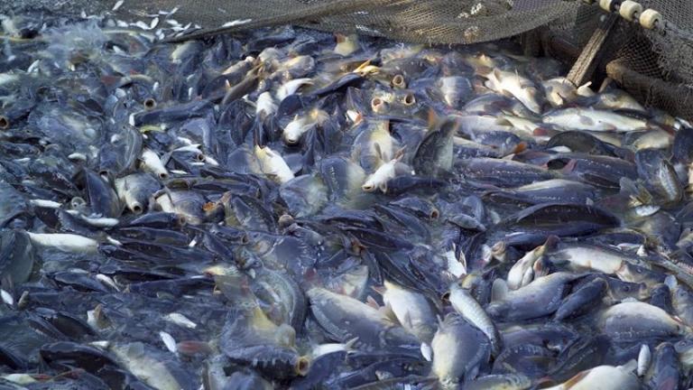 Απίστευτη σπατάλη: Πετάμε 10 τόνους ψάρια κάθε χρόνο
