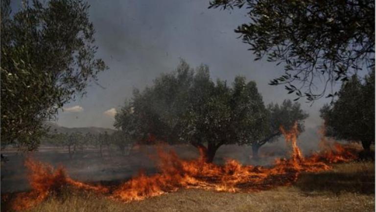 Πυρκαγιά στο Κάτω Σούλι Μαραθώνα