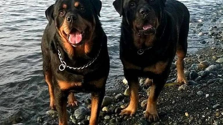 Δεν θα δοθούν για υιοθεσία τα ροτβάιλερ που σκότωσαν το 5χρονο αγοράκι 