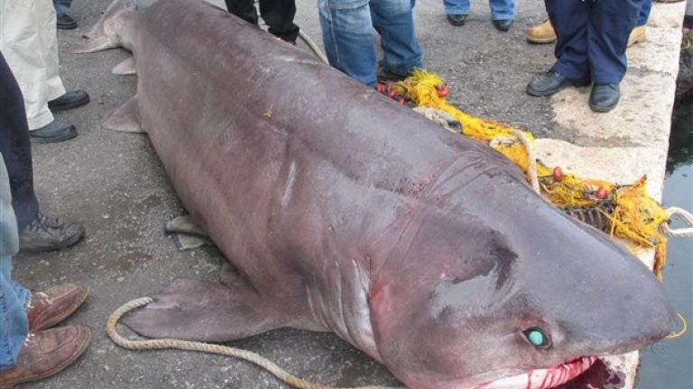 Προσοχή – Μεγάλη απάτη: Πουλάνε σαπουνά αντί για γαλέο!