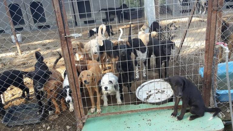 Χτύπησε μέχρι θανάτου και έκαψε δύο σκυλιά στο δημοτικό κυνοκομείο Σερρών