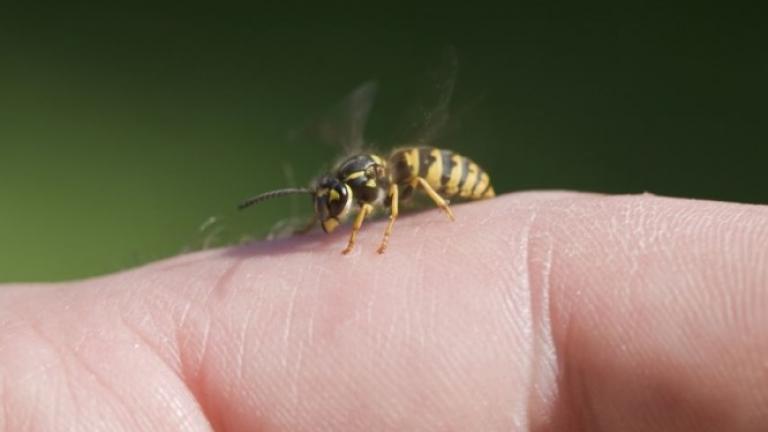 Τι πρέπει να κάνετε αν σας τσιμπήσει σφήκα ή μέλισσα
